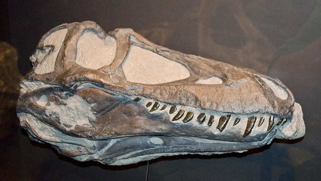 The Tiny Skull That Challenged How We Age Dinosaurs (Tim Evanson, Flickr, CC BY-SA 2.0)