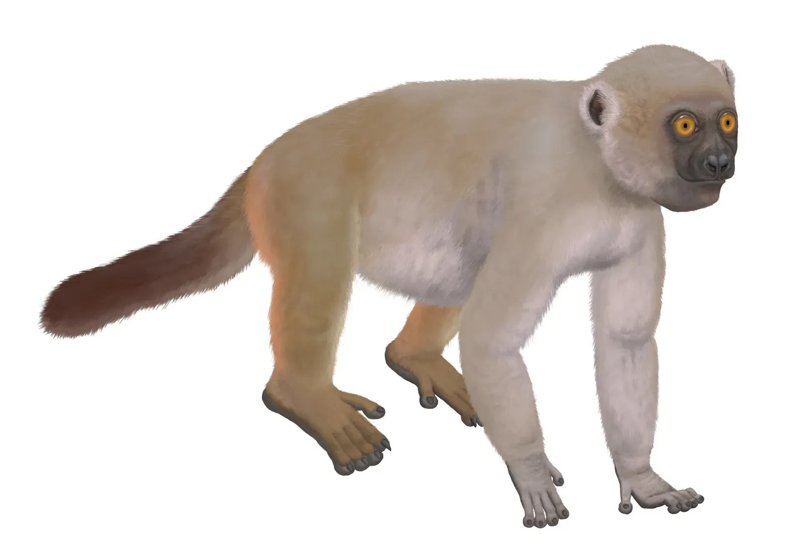 Archaeolemur: Madagascar's Baboon Lemur (Image Credits: Wikimedia)