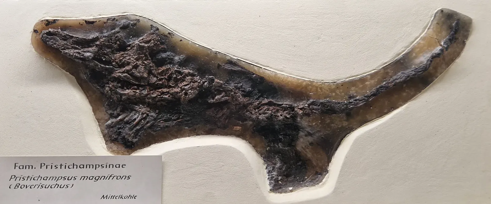 Pristichampsus: The Cat-Sized Crocodile That Hunted on Land (By DagdaMor, CC BY 4.0)
