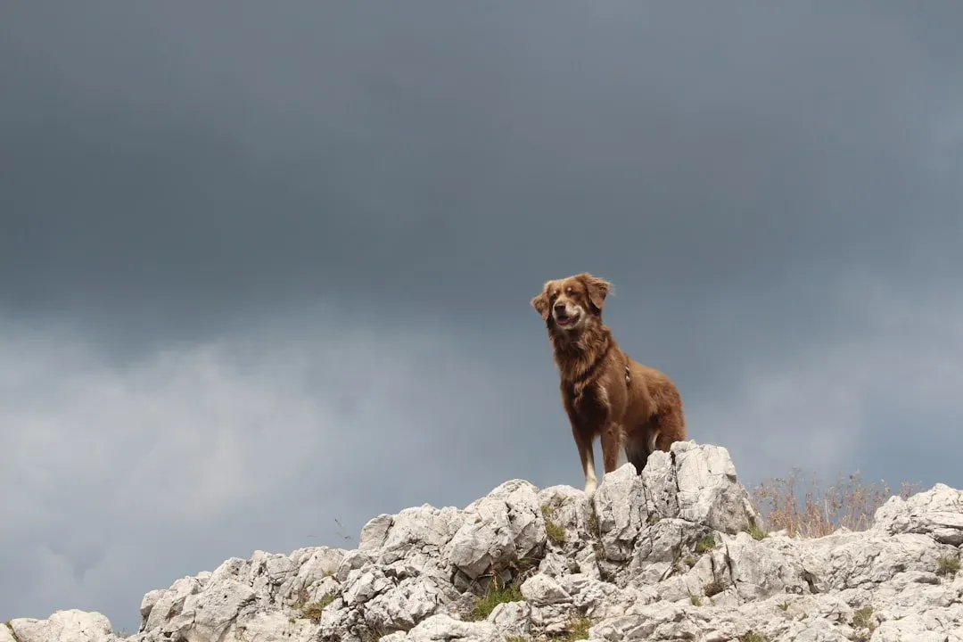 When Our Reactions Accidentally Teach Dogs to Fear Thunder More (Image Credits: Unsplash)