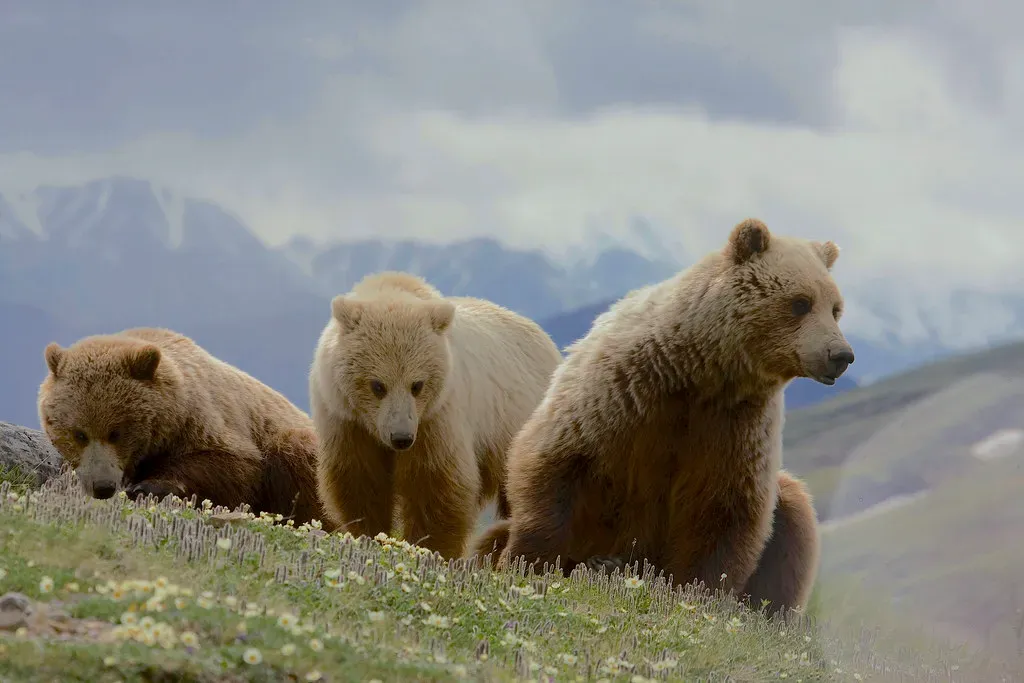 #13 - The Denali "Stable Population" Claim That Wasn't So Stable (Gregory "Slobirdr" Smith, Flickr, CC BY-SA 2.0)