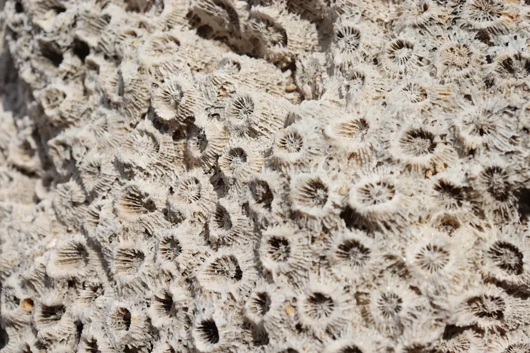 1. Ancient Reef Builders Paved the Way for Today’s Coral Cities (Image Credits: Unsplash)