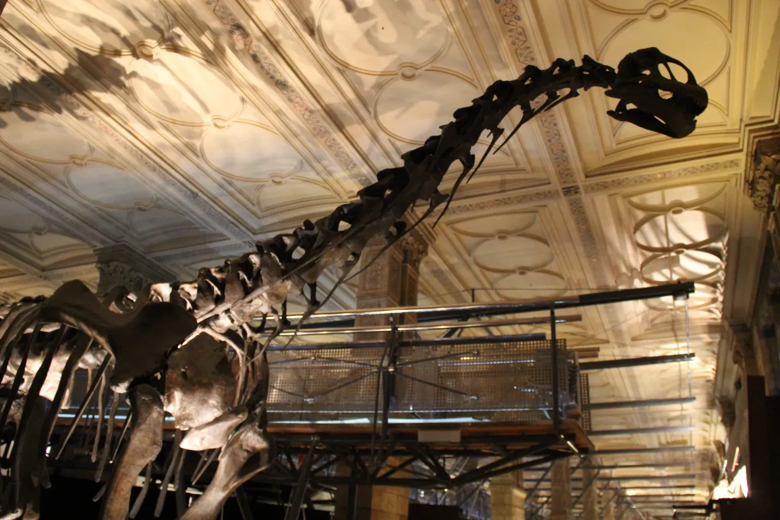 The Limits of One Fossil: What We Still Do Not Know (Sauropod Skeleton, CC0)