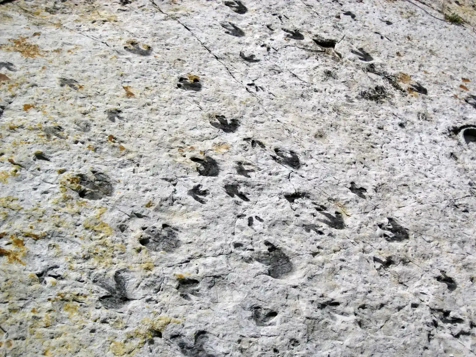 Dinosaur Footprints Reservation, Massachusetts - New England's Prehistoric Surprise (Dinosaur footprints (Dakota Sandstone, Lower Cretaceous; Dinosaur Ridge, Colorado, USA) 3, CC BY 2.0)