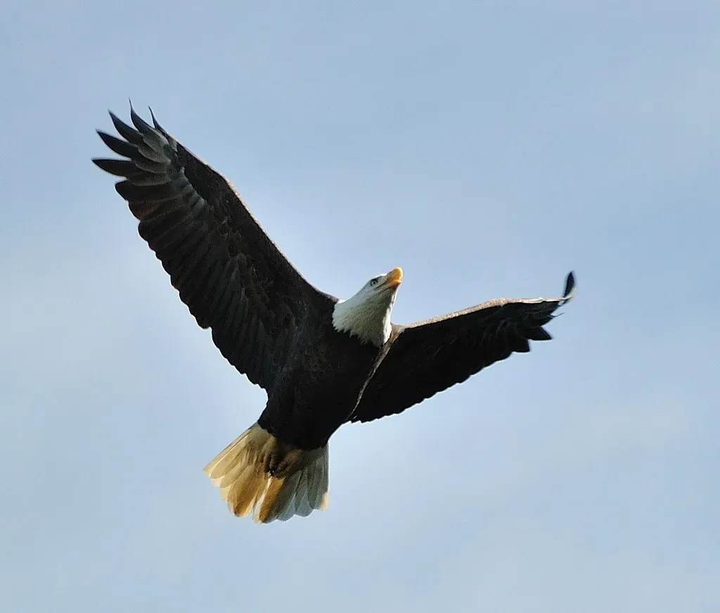 The Eagle: Rise Above and See the Bigger Picture (Image Credits: Flickr)