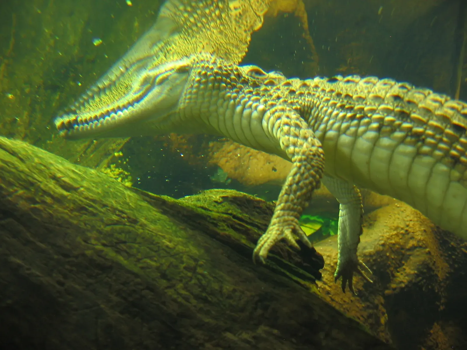 1. Crocodilians: Living Tanks From the Age of Dinosaurs (By Wiki mouse Sybille Kobatschek, CC BY-SA 3.0)