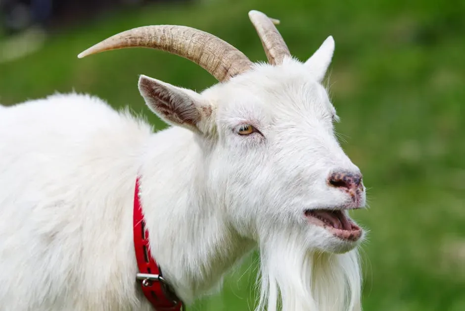 8. Goat: Your Year Has Finally Arrived (Image Credits: Pexels)