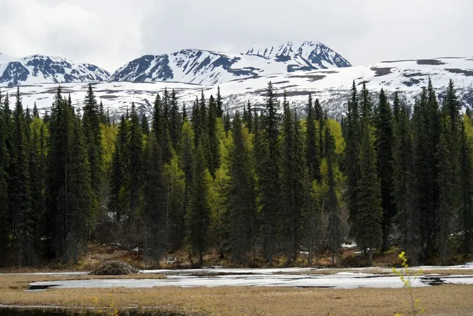 What kind of landscape replaced the ice (Image Credits: Pexels)