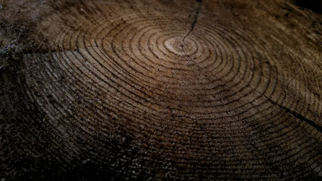 #2 - Wide Rings Mean Feast Years, Narrow Rings Mean Famine (Image Credits: Unsplash)