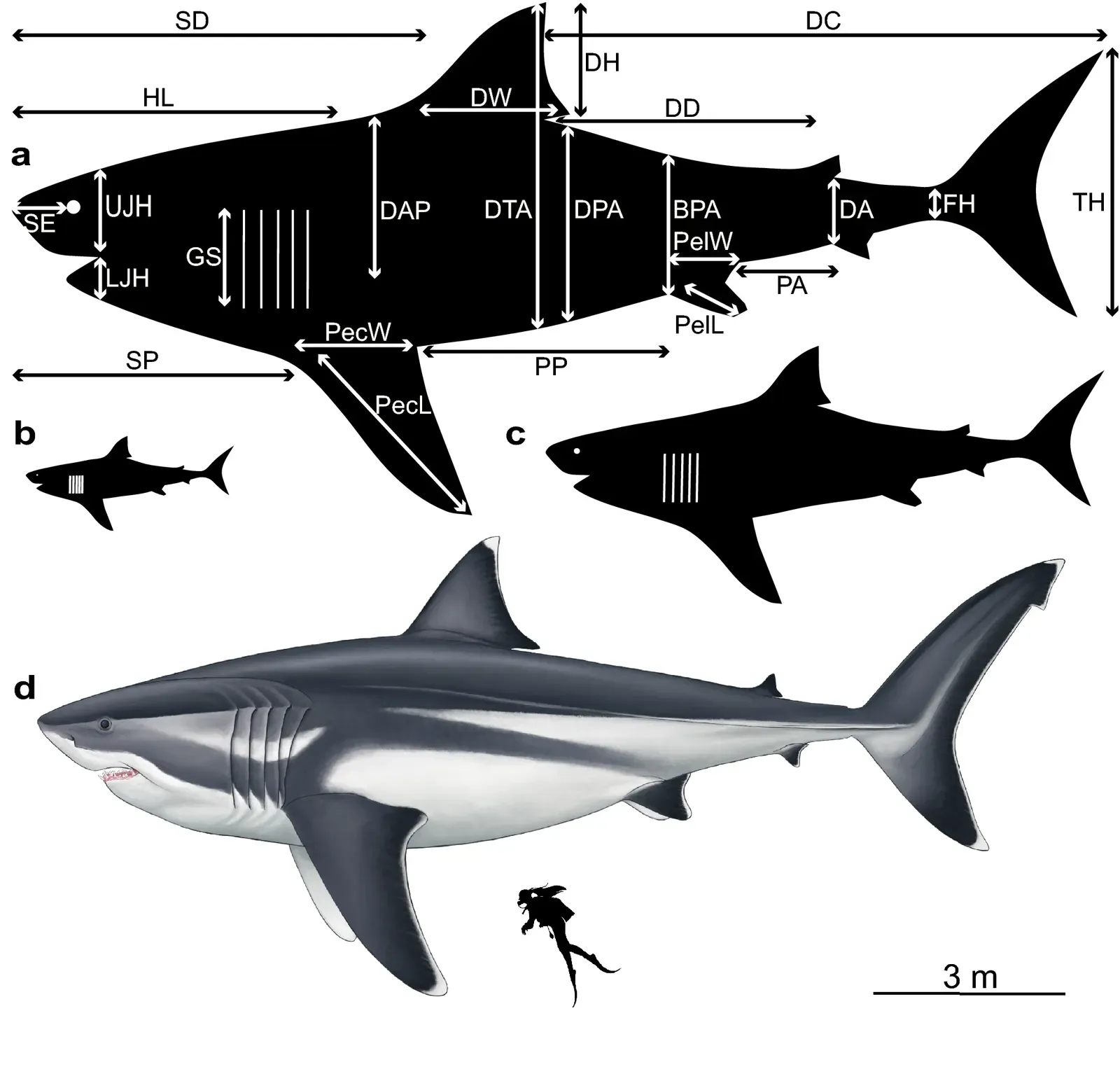A Giant Like No Other: What You Need to Know About Megalodon's True Size (Adapted from figure 2 of "Body dimensions of the extinct giant shark Otodus megalodon: a 2D reconstruction" by Jack A. Cooper, Catalina Pimiento, Humberto G. Ferrón & Michael J. Benton https://doi.org/10.1038/s41598-020-71387-y, CC BY-SA 4.0)