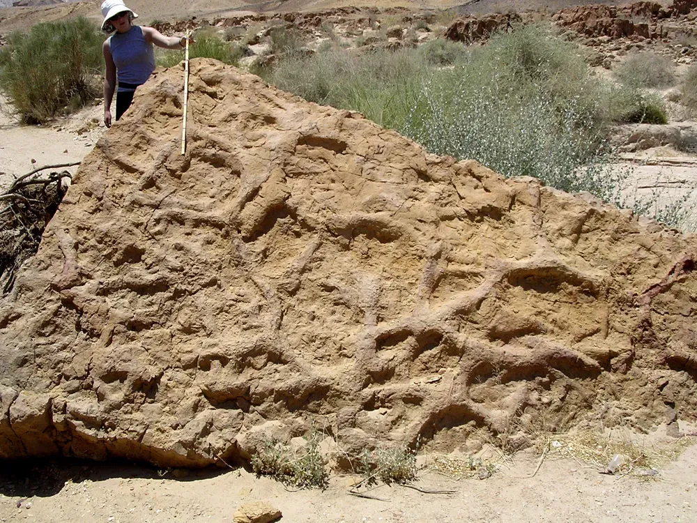 What Are Trace Fossils? Understanding the Basics of Ichnology (en-wiki, Public domain)