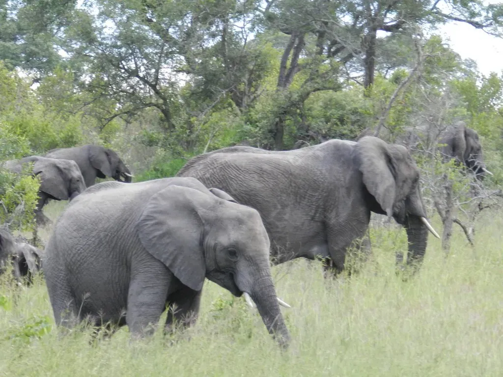 #13 - The Upper Limit of Elephant Memory Nobody Has Found Yet (Dave Hoover, Flickr, CC BY 2.0)