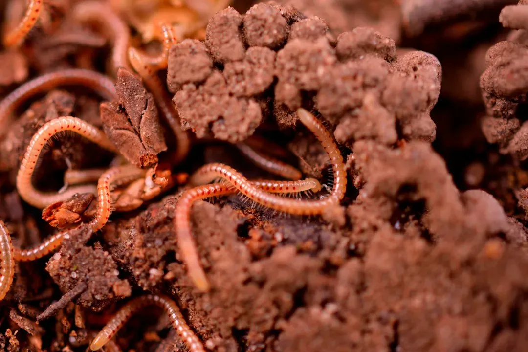 #4 – Earthworms: The Soil’s Civil Engineers (Image Credits: Unsplash)