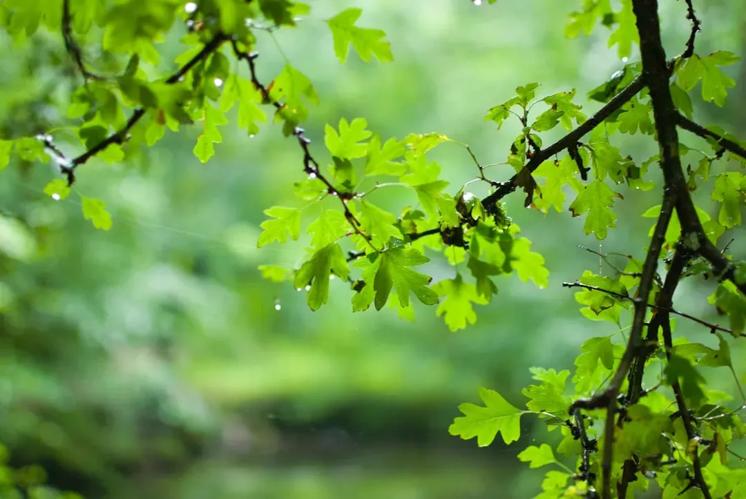 Green Admirers: The Balanced Nurturers (Image Credits: Unsplash)