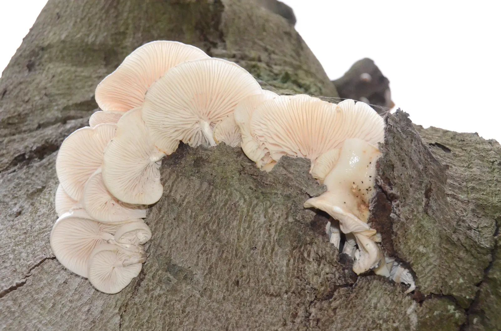 When Fungi Finally Cracked the Code of Wood (By Henk Monster, CC BY 3.0)