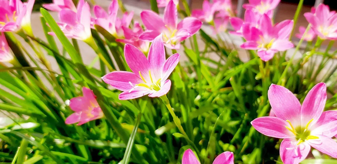 Why Flowering Plants Have Always Been an Evolutionary Mystery (Image Credits: Pixabay)