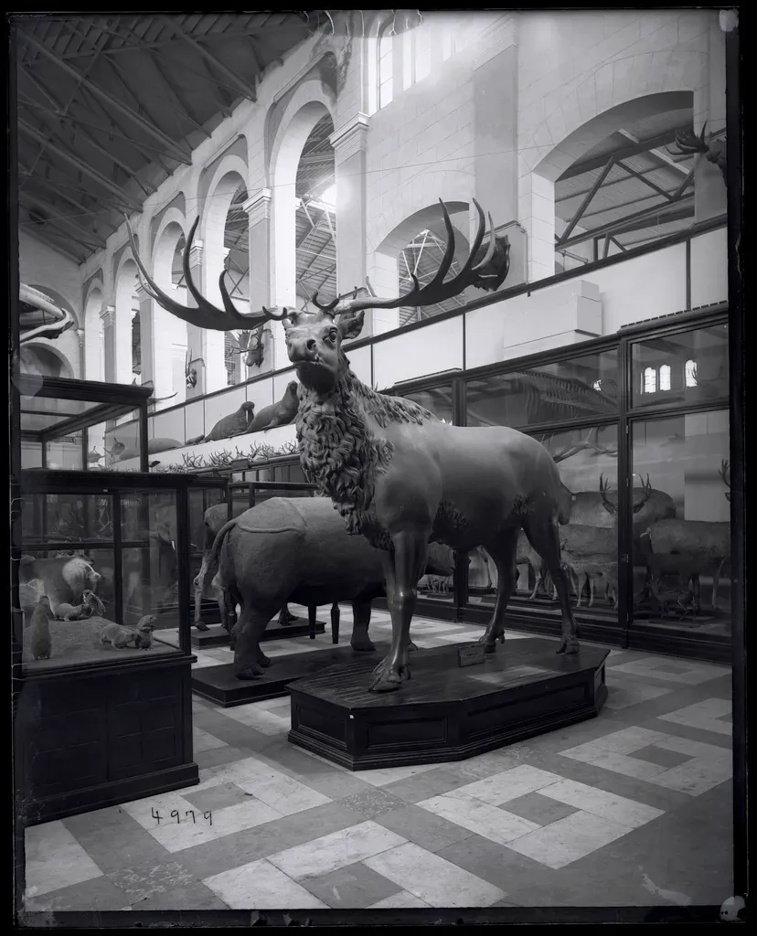 3. Giant Irish elk – towering antlers into the age of early farming (Image Credits: Rawpixel)