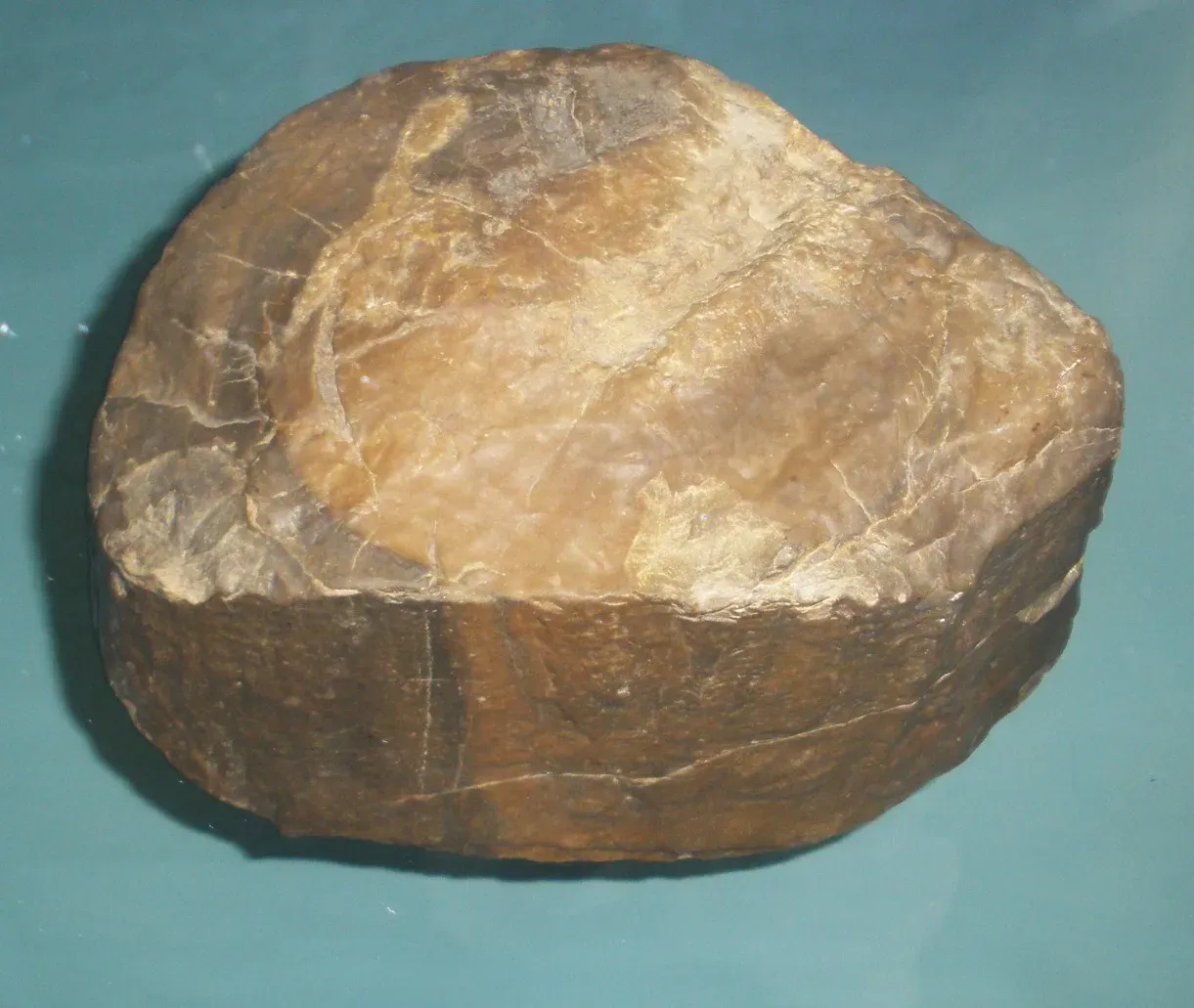 1. There Was A Time When Giant Mushrooms Ruled The Land (By Ghedoghedo, CC BY-SA 3.0)