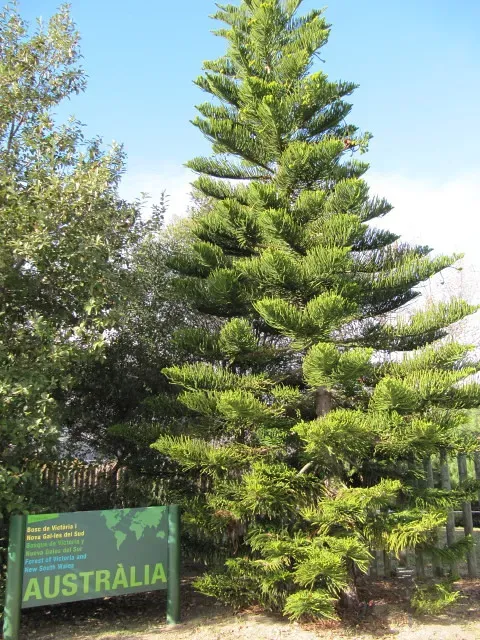 The Wollemi Pine: The "Dinosaur Tree" Rediscovered (wallygrom, Flickr, CC BY-SA 2.0)