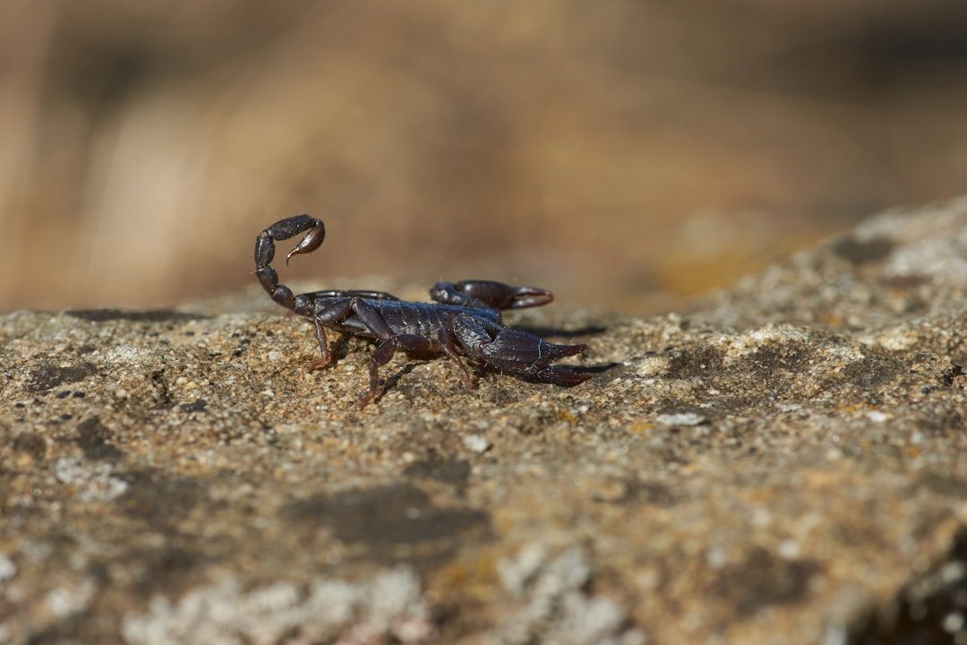 Scorpio: The Mysterious Scorpion (Image Credits: Unsplash)