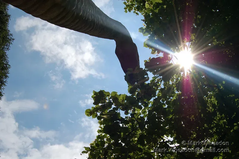 From Treetops to Ground Level: How Browsing Height Changed With Age (Mark Wheadon, Flickr, CC BY-SA 2.0)