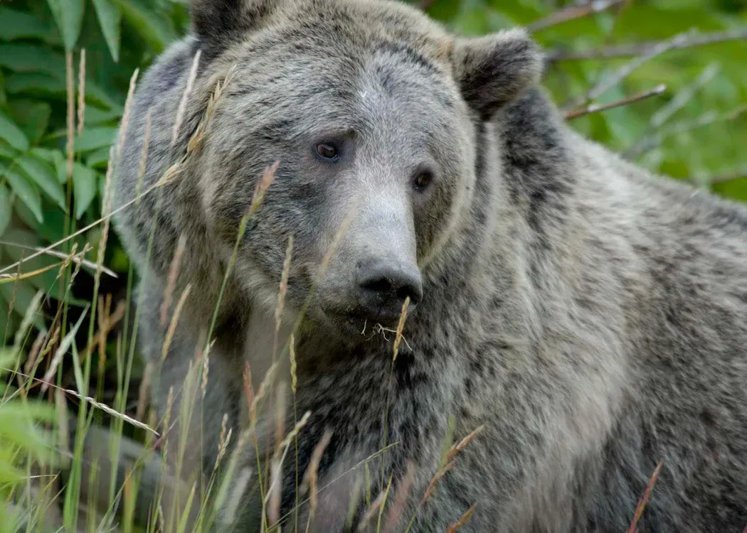 #1 - The Landmark Hibernation Study Pulled After a Researcher Faked the Data (U.S. Fish and Wildlife Service:, Public domain)