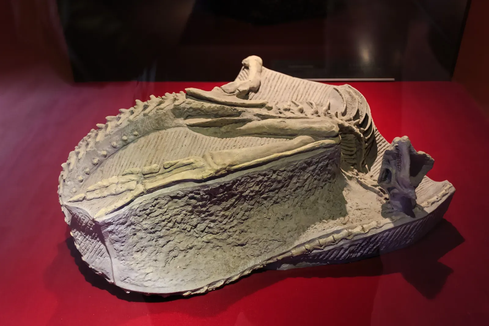 11. The First Dinosaurs: Ancestors With No Clear Faces (By Zhangzhugang, CC BY 4.0)