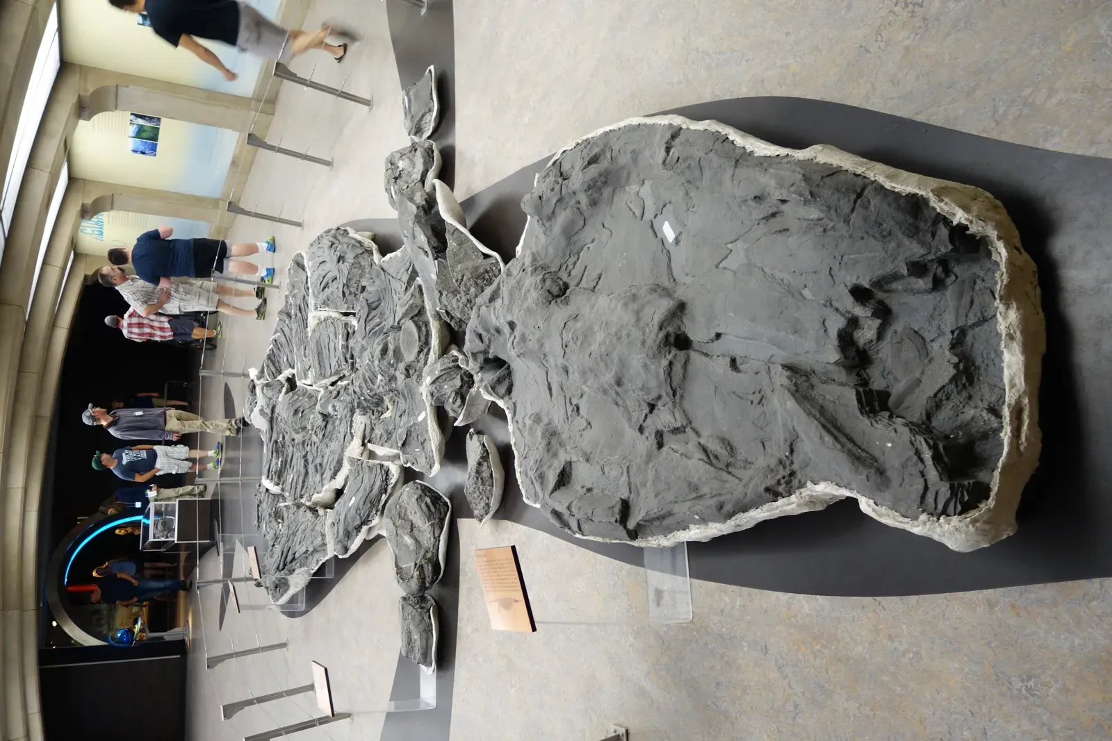 8. Shonisaurus: The Giant That Lost Its Teeth (By Etemenanki3, CC BY-SA 4.0)