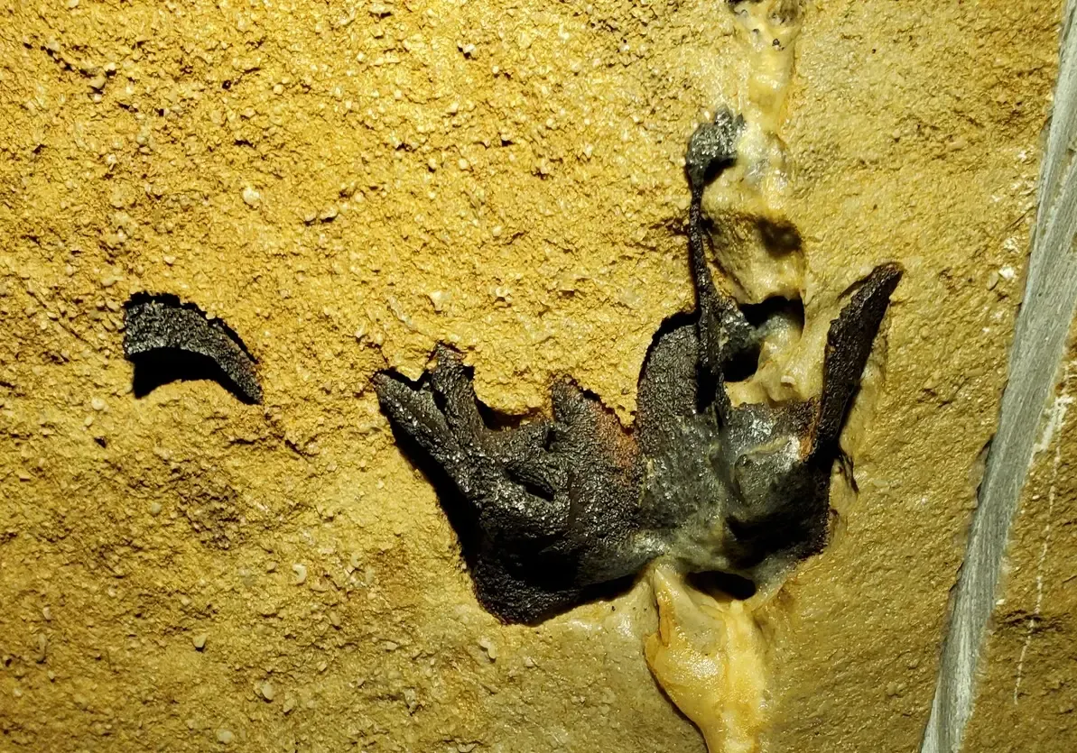 Fossilized Brain Tissue Actually Exists and It's Mind-Blowing (Image Credits: Wikimedia)