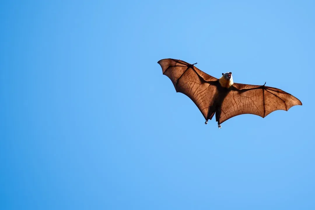 Bats: Mammals That Took to the Night Sky (Image Credits: Unsplash)