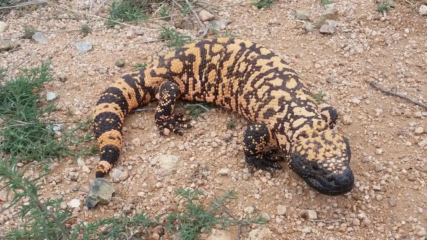 Taurus: The Gila Monster (Image Credits: Wikimedia)