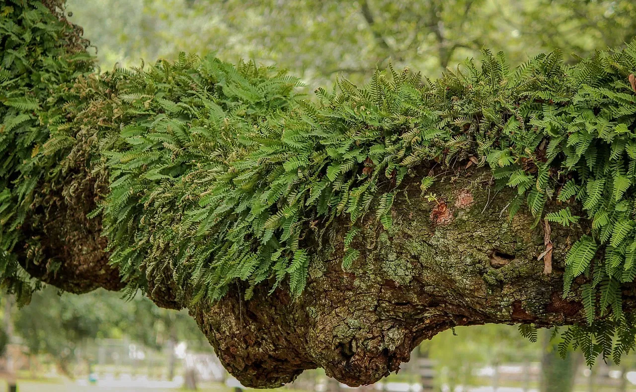 #11: Epiphytic Plants and Seedlings – Trees Growing on Trees (Image Credits: Pixabay)