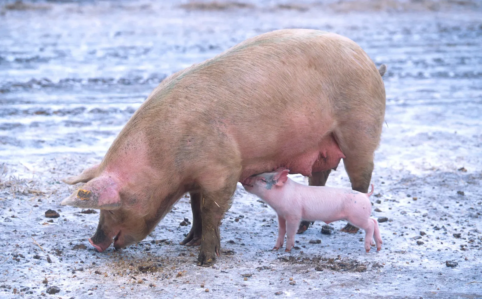 12. Pig: Warmth, Harmony, and Gentle Fortune (By Scott Bauer, USDA, Public domain)