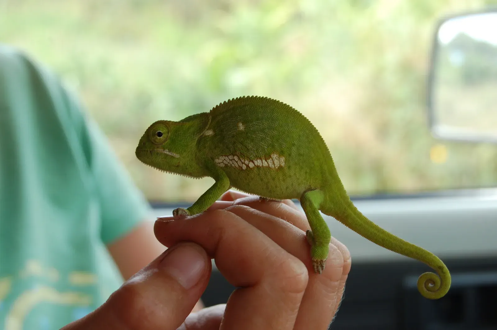 #2 - Chapman's Pygmy Chameleon's Vanishing Forest Trick (Chameleon, MalawiUploaded by M.casanova, CC BY-SA 2.0)