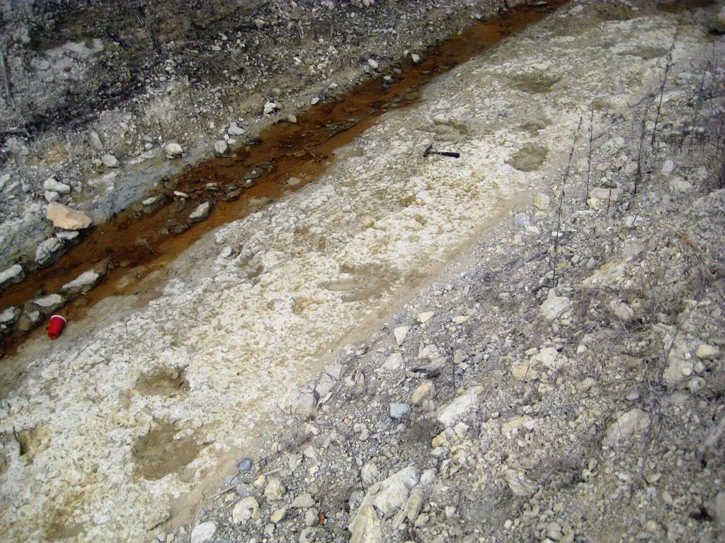 What Footprints Reveal That Bones Cannot (Image Credits: Wikimedia)