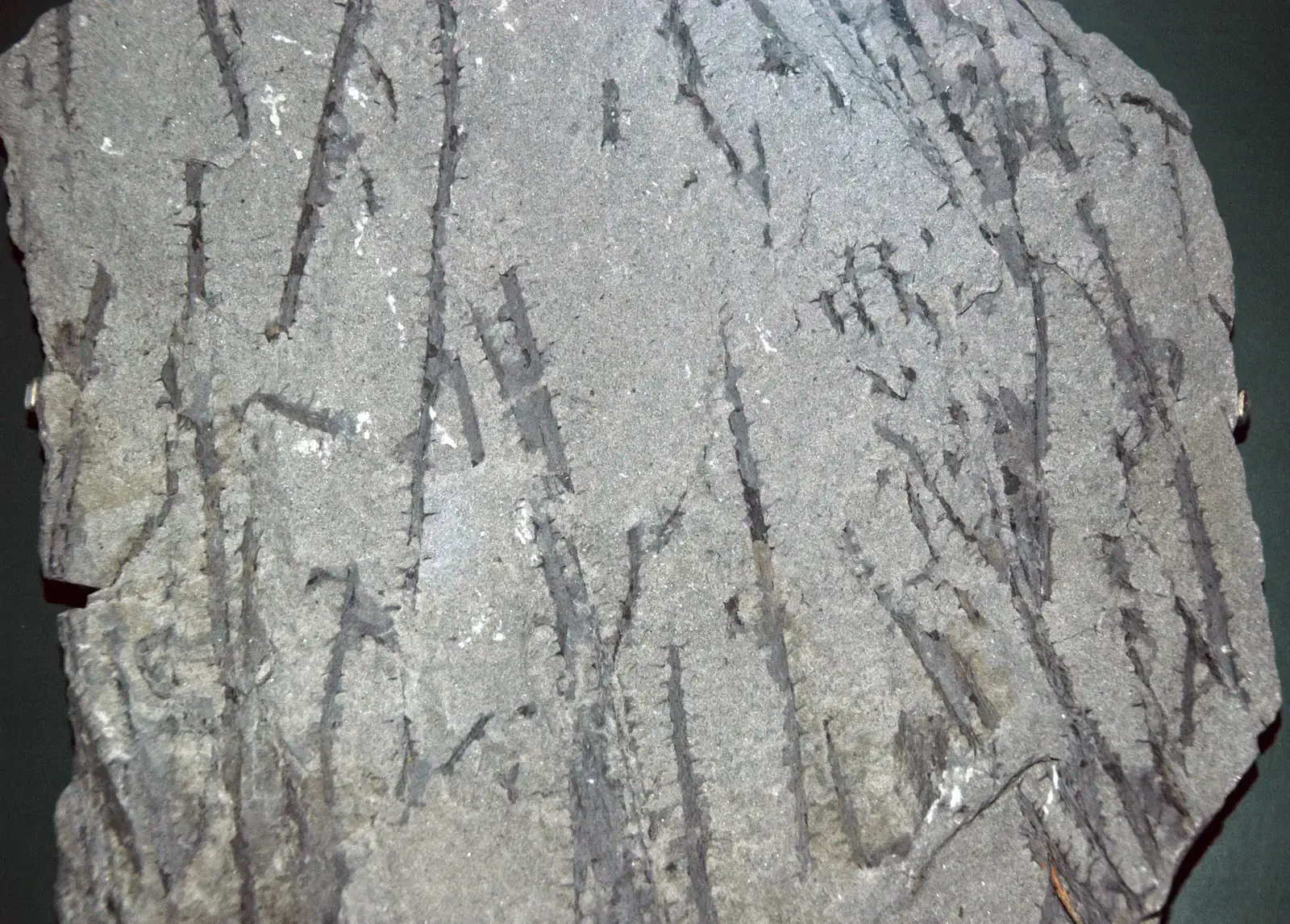 Conclusion: The Silent Green Threat (Image Credits: Wikimedia)