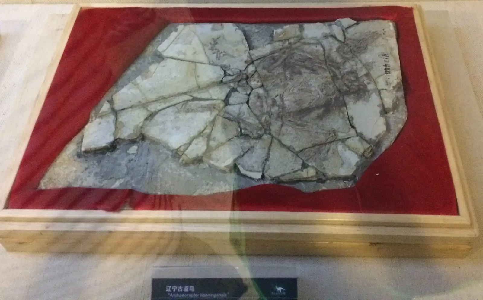 #5 - Archaeoraptor, the "Missing Link" That Turned Out to Be a Forgery (By BleachedRice, CC BY-SA 4.0)