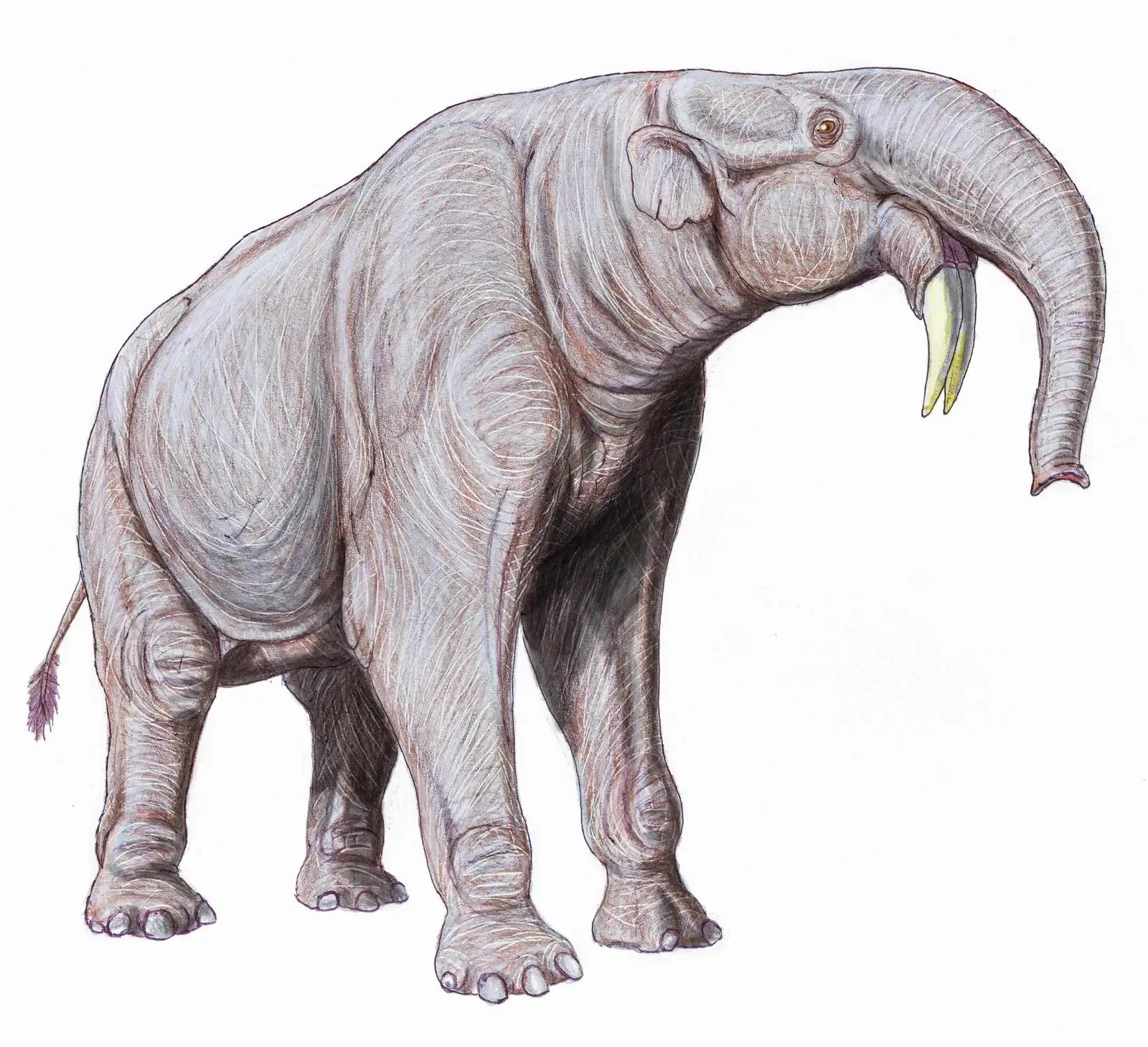 10. Deinotherium: The Elephant That Wore Its Tusks Upside Down (Image Credits: Wikimedia)