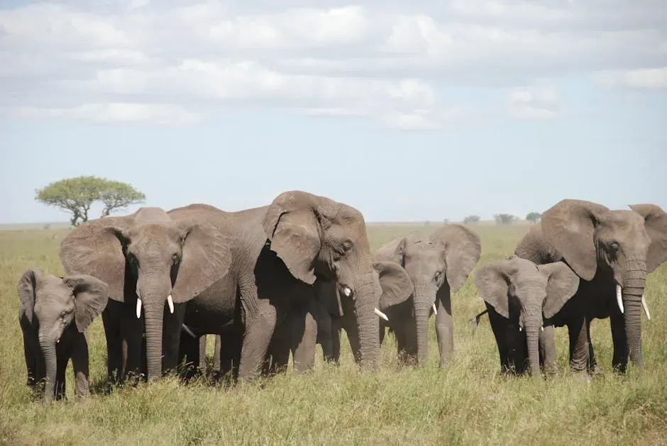 Ten Elephants of Sheer Mass: Making Sense of the Numbers (Image Credits: Pexels)
