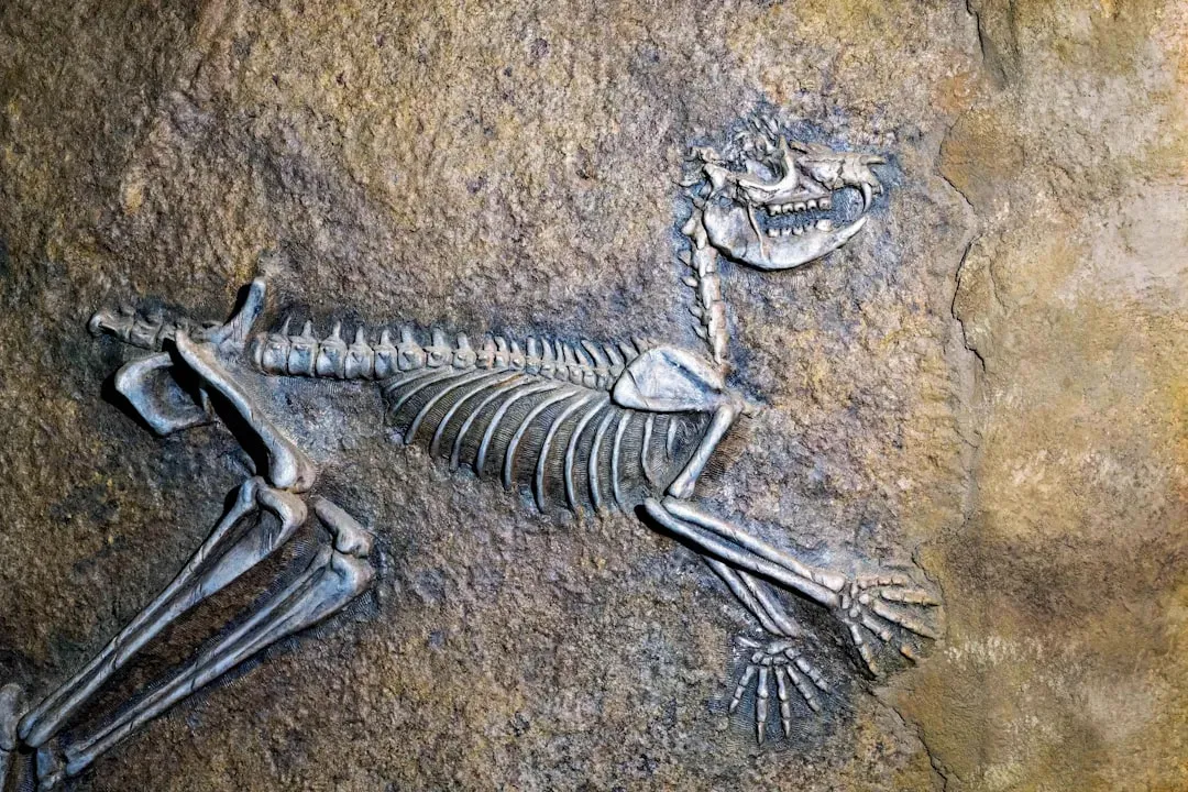 The Very First Attempts: When Fossils Were Monsters (Image Credits: Unsplash)