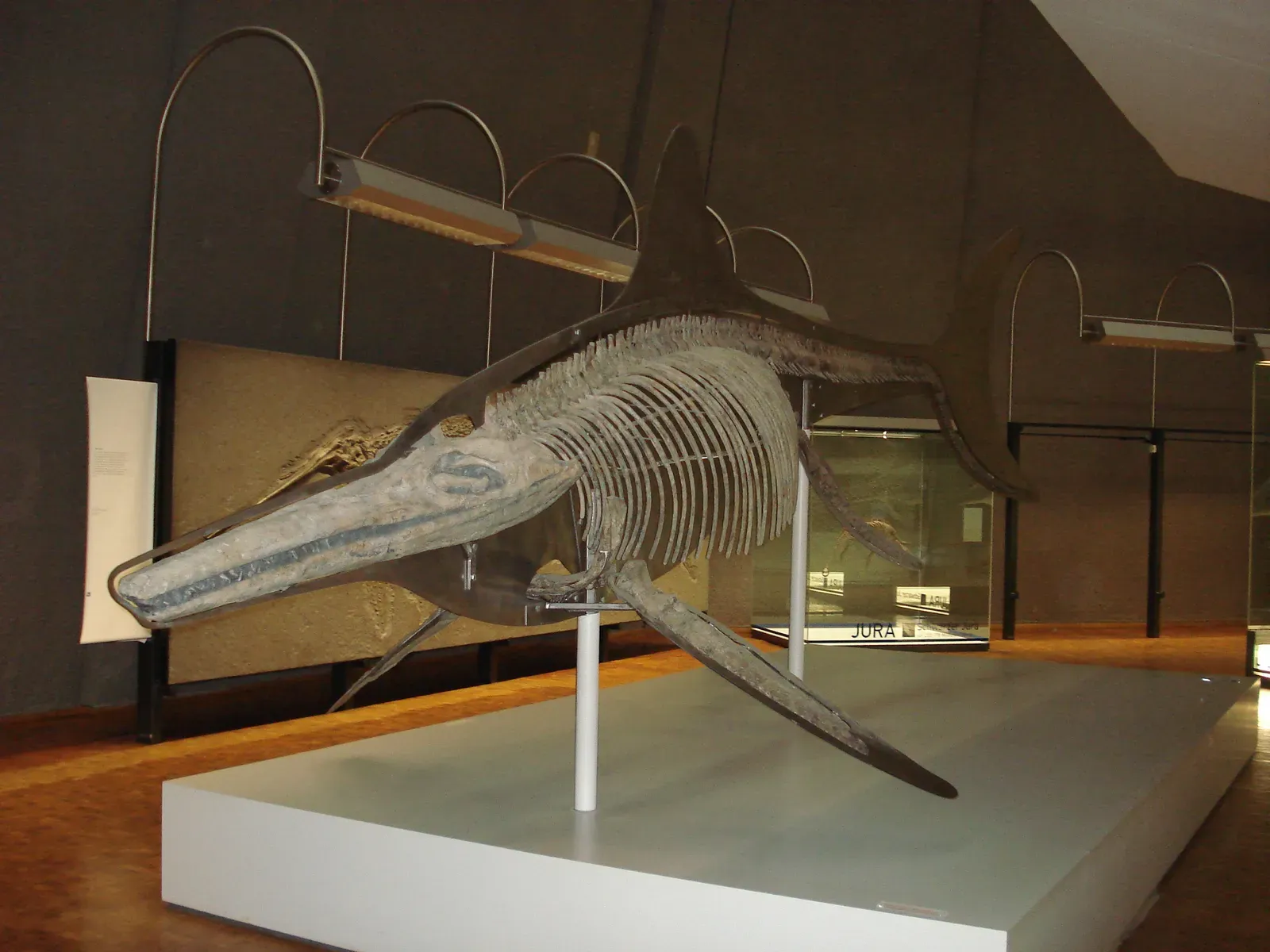 The Temnodontosaurus Flipper: Silent Hunter of the Jurassic Deep (By Ghedoghedo, CC BY-SA 3.0)