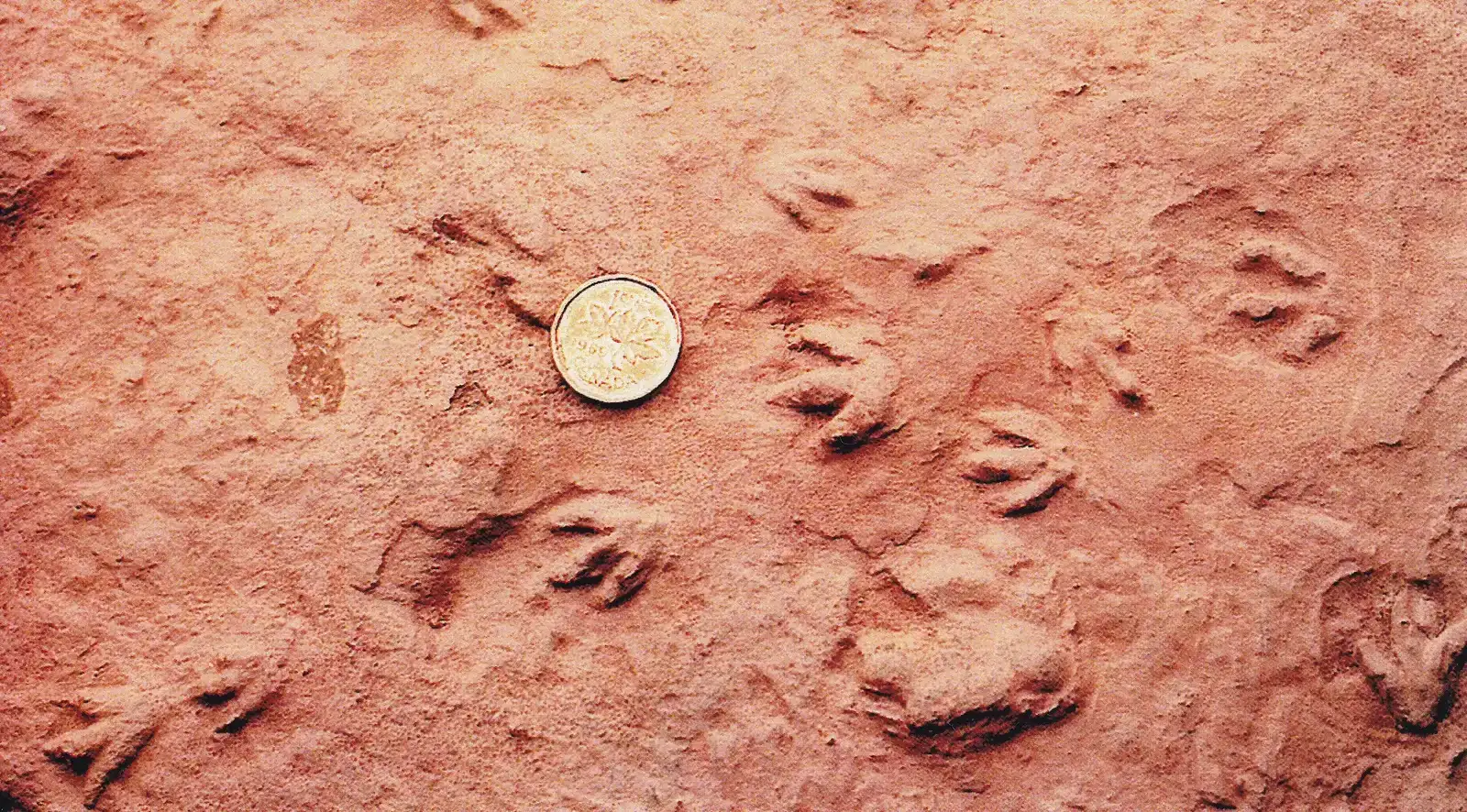 Technology and the Future of Reading Prehistoric Footprints (Image Credits: Wikimedia)