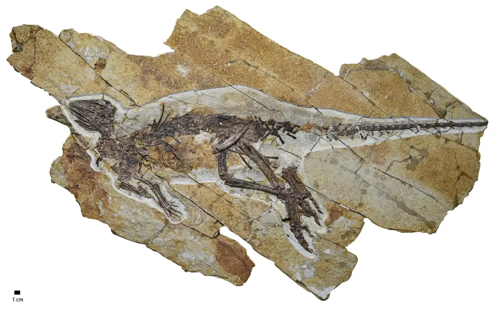 A Second Discovery Confirms the Pattern (Image Credits: Wikimedia)