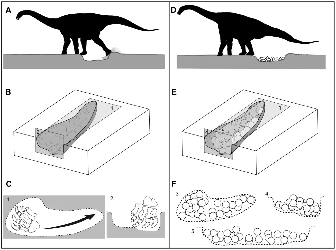 6. Sauropod Nesting Grounds the Size of Fields (Vila, Bernat (2010). "3-D Modelling of Megaloolithid Clutches: Insights about Nest Construction and Dinosaur Behaviour". PLoS One 5: 1–13. Retrieved on 2018-05-24., CC BY-SA 4.0)