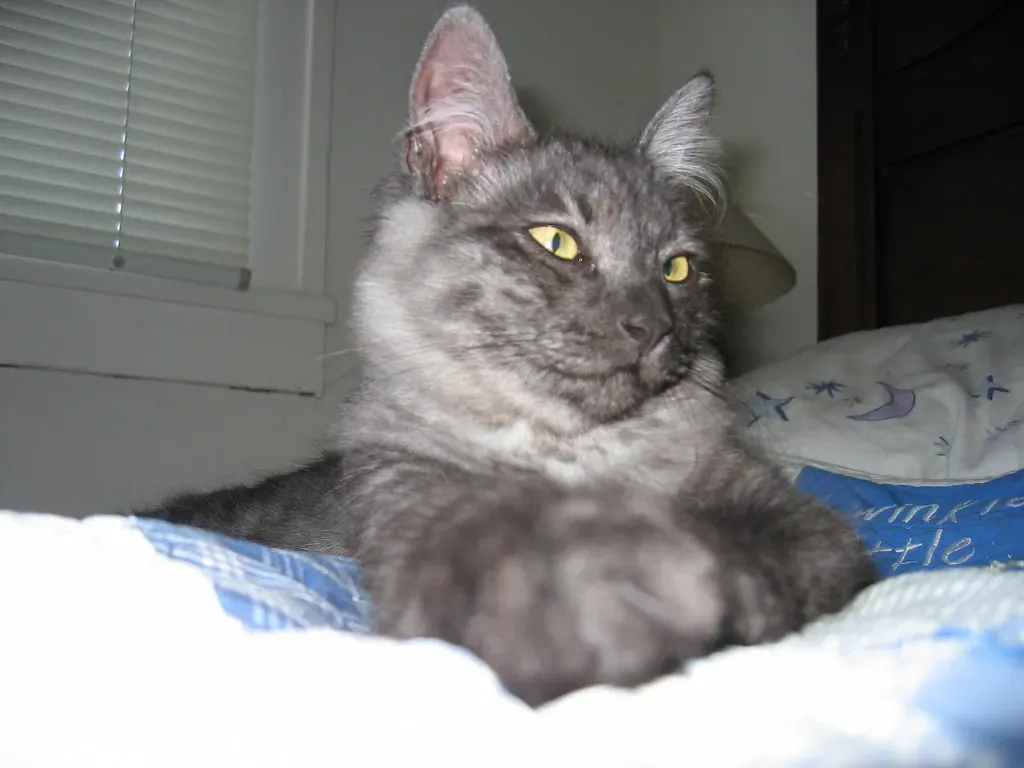 The Pristine Cat: Independence Wrapped in Elegance (Image Credits: Flickr)