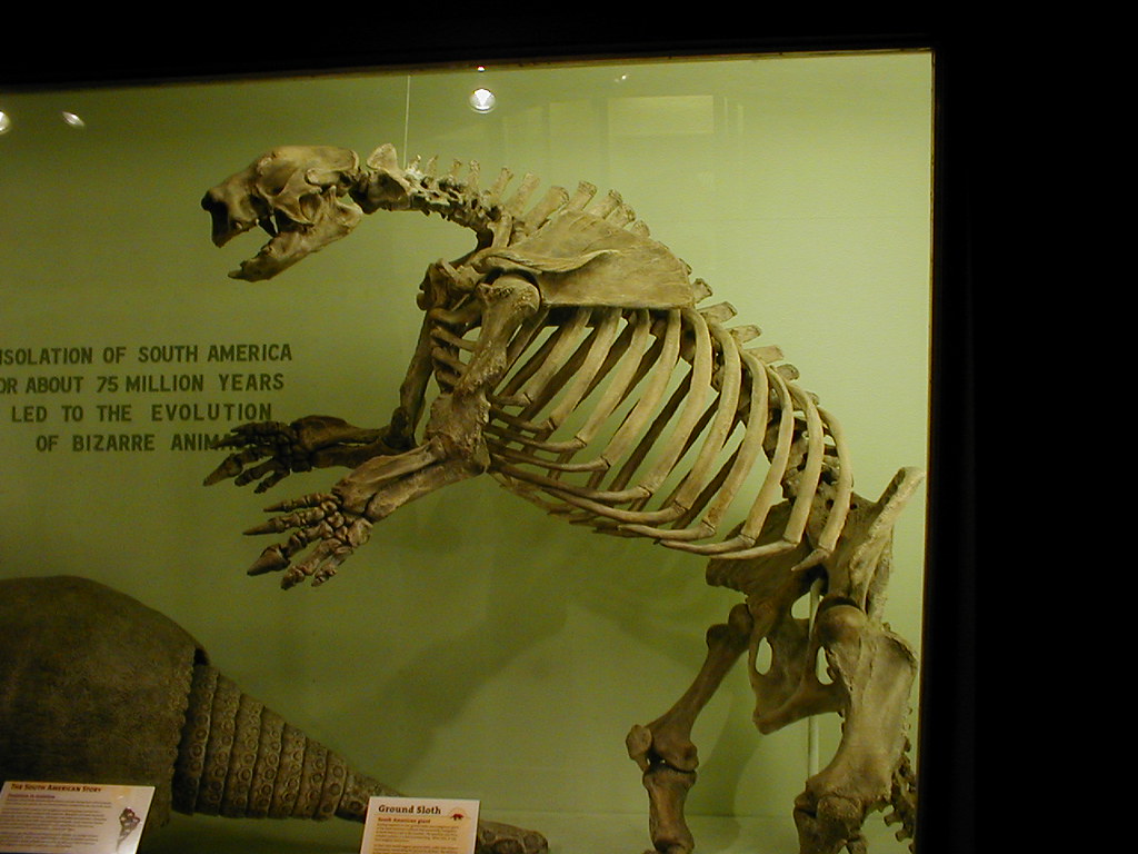 Giant Ground Sloths: The Gentle Giants with Deadly Claws (Image Credits: Flickr)