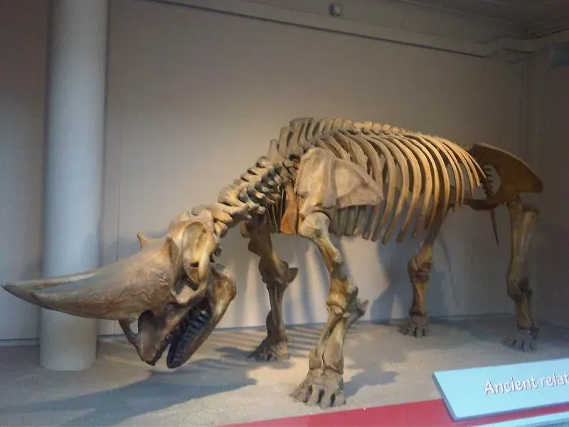 7. Arsinoitherium – The Double-Horned Not-Quite-Rhino (kindly granted by the author, CC BY-SA 4.0)