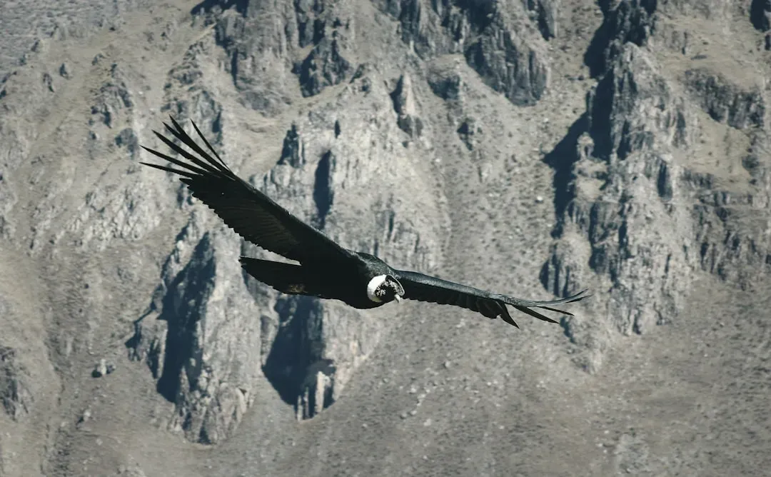 Capricorn: The Condor – High-Altitude, Enduring, and Monumental (Image Credits: Unsplash)