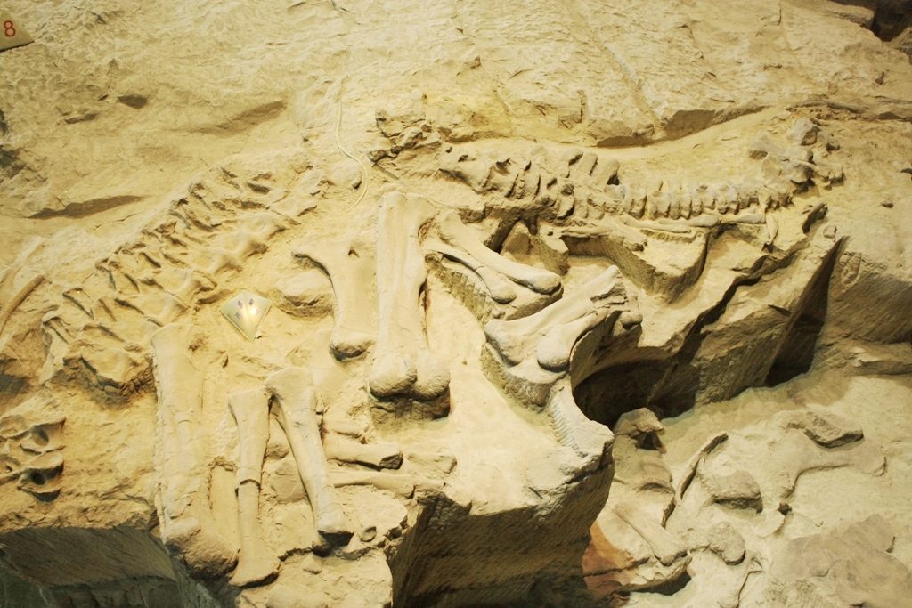 The Bone Wars: America's Fossil Rush That Revealed Giants (Image Credits: Flickr)