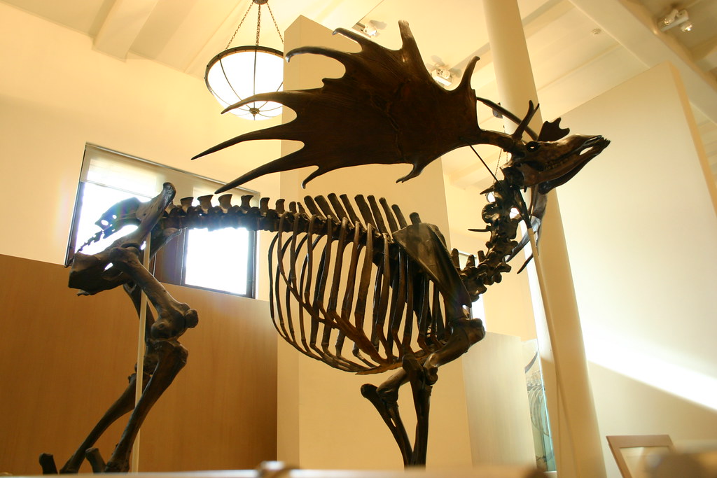 Irish Elk: Majestic Antler Bearer (Image Credits: Flickr)